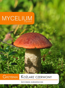 Grzybnia Koźlarz Czerwony Mycelium