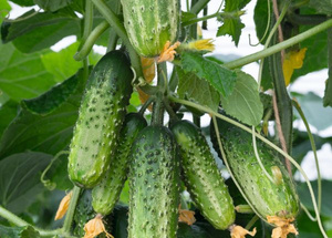 Ogórek gruntowy Akord 1000 nasion 50g Bejo