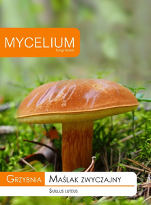 Grzybnia Maślak Zwyczajny Mycelium