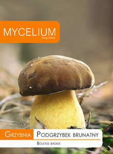 Grzybnia Podgrzybek Brunatny Mycelium