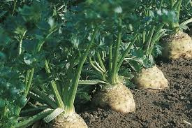 Seler korzenny Brilliant 10,000 nasion Bejo