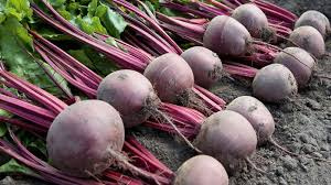 Burak ćwikłowy Wodan 10.000 nasion Bejo