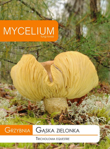 Grzybnia Gąska Zielonka Mycelium