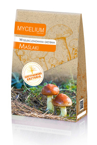 Wyselekcjonowana grzybnia Maślaki 120 g Mycelium
