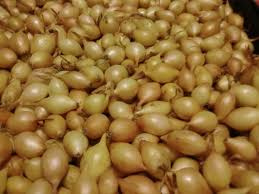 Cebula dymka zimowa Senshyu Yellow 5-20mm 500g x 20szt Piasecki