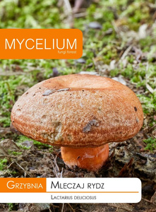 Grzybnia Mleczaj Rydz Mycelium