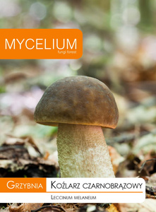 Grzybnia Koźlarz Czarnobrązowy Mycelium