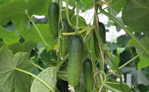 Ogórek gruntowy Atomic 1000 nasion 50g Bejo