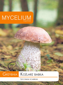 Grzybnia Koźlarz Babka Mycelium