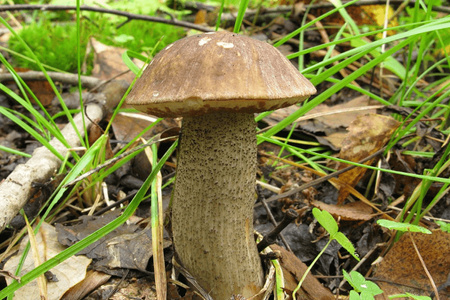 Grzybnia Koźlarz Babka Mycelium 