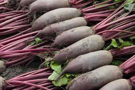 Burak ćwikłowy Alto 10.000 nasion Bejo